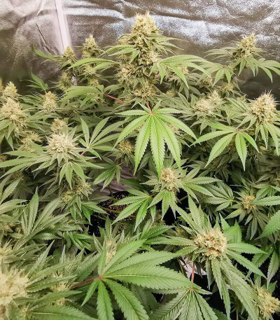 Семена сорта Vitality fem (AlphaFem Seeds)