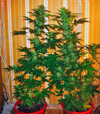 Семена сорта Auto-Bomb fem