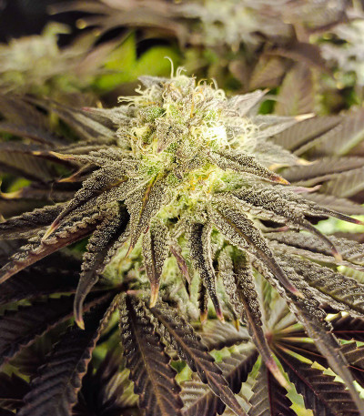 Семена сорта Bay Burger fem (Delicious Seeds)