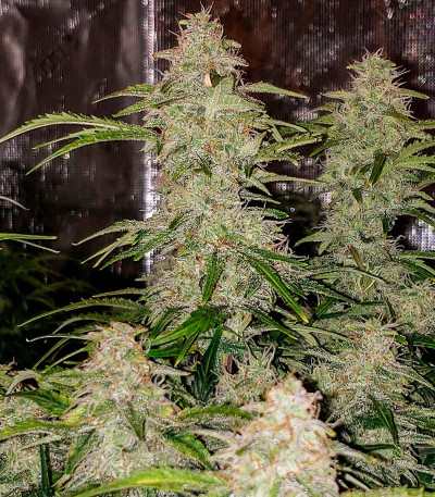 Семена сорта Big Satana 2 Auto fem (Семяныч)