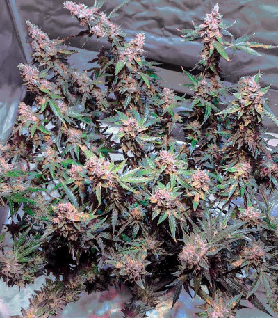 Семена сорта LSD Auto fem (Barney's Farm)