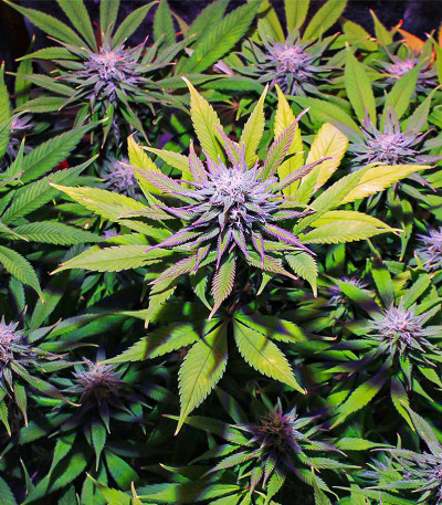 Семена сорта GG4 Sherbet FF fem (FastBuds)