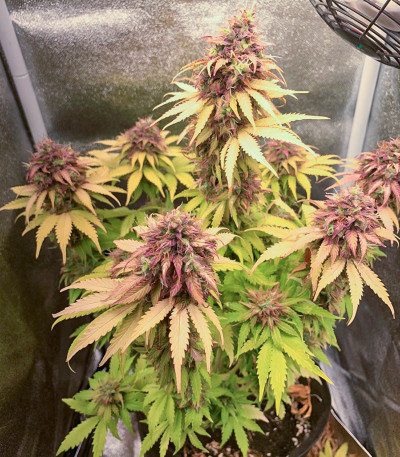 Семена сорта Gorilla Auto fem (Семяныч)