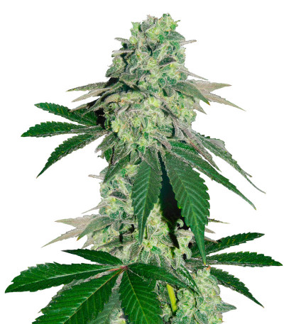 Семена сорта Golosa Early Version fem (Delicious Seeds)