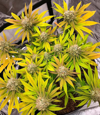 Семена сорта Banana Cookies fem (Advanced Seeds)