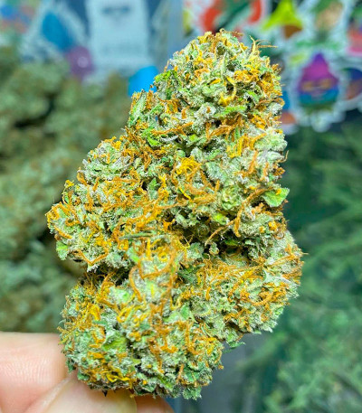 Семена сорта Grandmommy Purple Auto fem (Herbies Seeds)