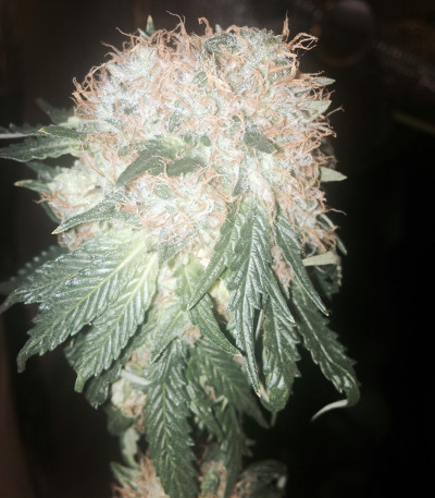 Семена сорта Green Ninja fem (Heavyweight Seeds)
