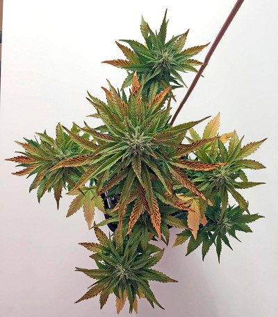 Семена сорта Roadrunner Autoflowering fem
