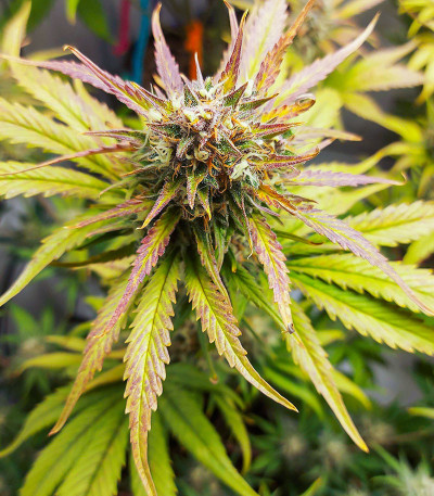 Семена сорта Cherry Cola Auto fem (FastBuds)