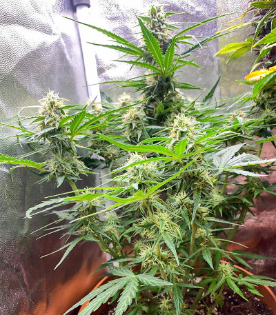 Семена конопли сорта Titan F1 Auto fem