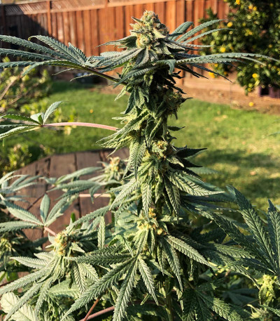 Семена сорта Zkittlez fem (Original Sensible Seeds)