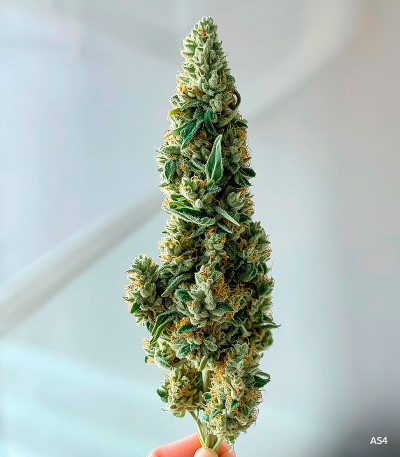 Семена сорта Tangie Auto fem