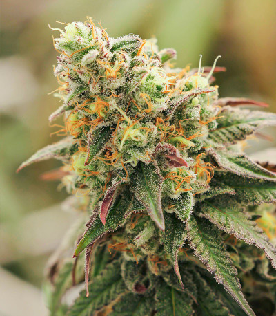 Семена сорта Biscotti Mintz fem (Семяныч)