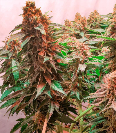 Семена сорта Glue Sherbert fem (AlphaFem Seeds)