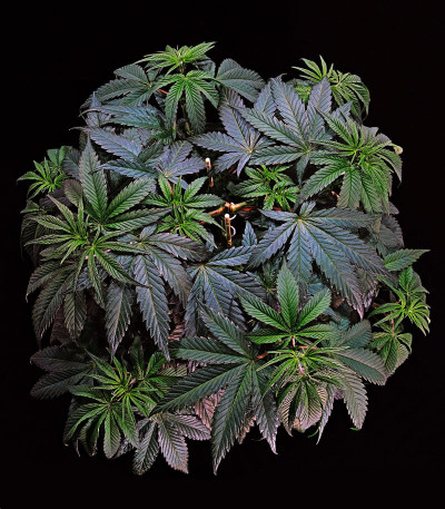 Семена сорта HulkBerry fem (Royal Queen Seeds)
