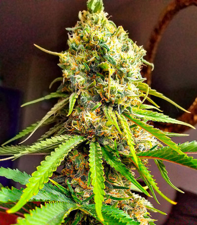 Семена сорта Kaya 47 fem (Advanced Seeds)