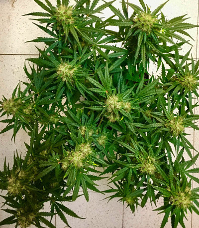 Семена сорта Mexican Airlines Auto fem