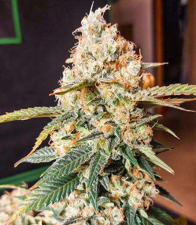 Семена сорта Candy Kush Fast Version fem (Easy Grow Seeds)