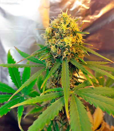 Семена сорта Auto Fresh Candy fem (Pyramid Seeds)