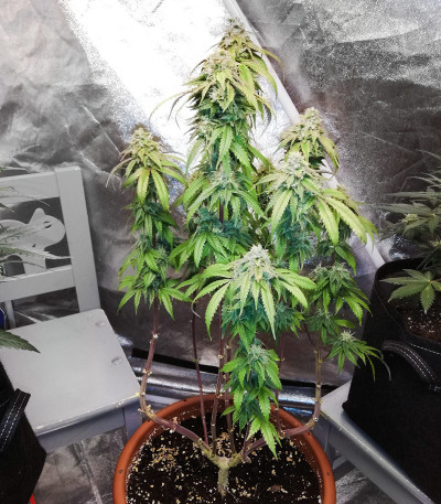 Семена сорта Gelato fem (Семяныч)