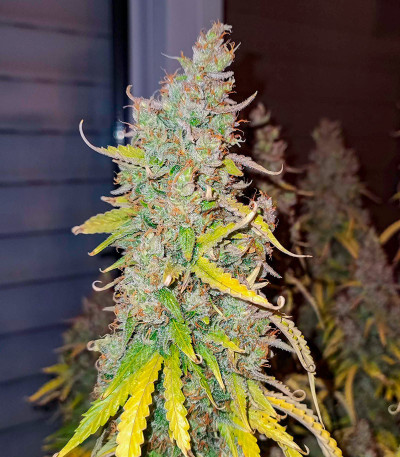 Семена сорта Gorilla Crunch Auto fem от Семяныча