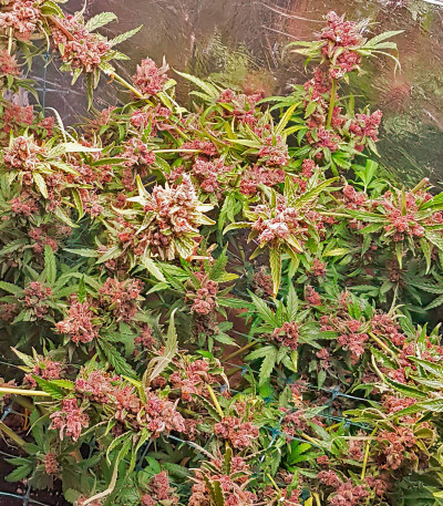 Семена сорта Grandmommy Purple fem (Herbies Seeds)