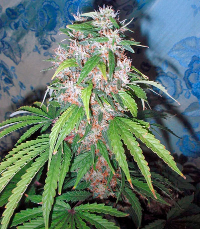 Семена конопли Hollands Hope