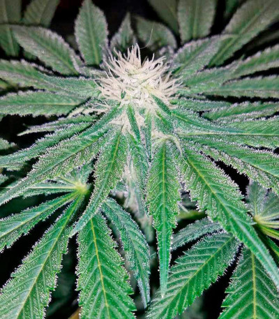 Семена сорта Mazar Kush fem (World of Seeds)