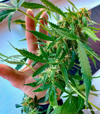 Семена сорта LSD fem (Семяныч)