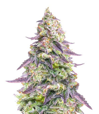 Семена сорта #9 Pound Hammer Auto fem (High Speed ​​Buds)