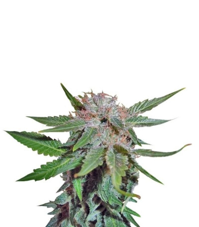 Семена сорта Royal Cheese fem (Fast Flowering)