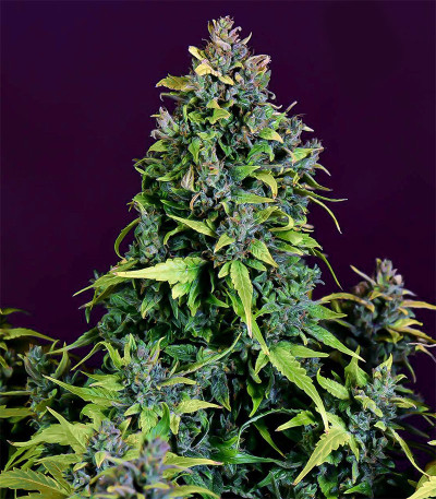 Семена сорта CBD Auto 20:1 fem (FastBuds)