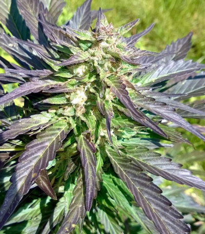 Семена сорта Auto Whiteberry fem (Paradise Seeds)