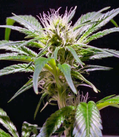 Семена сорта Damn Sour fem