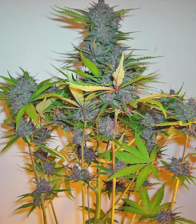 Семена сорта Fastberry auto fem