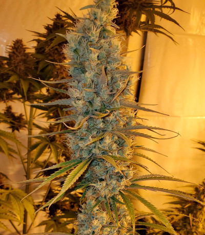 Семена сорта Strawberry Amnesia fem (Herbies Seeds)