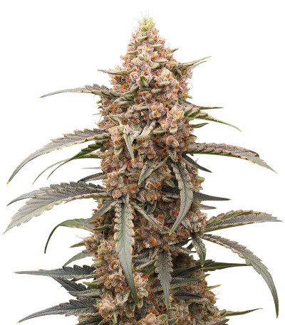 Семена сорта Orange Apricot Glue XL Auto fem (Sweet Seeds)