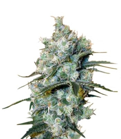 Семена сорта Medusa fem (Nirvana Seeds)