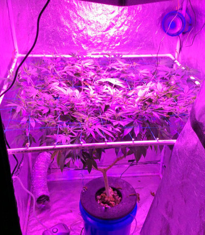 Семена сорта Desert Diesel fem