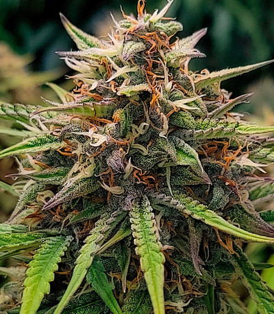 Семена сорта Easy Peasy Auto fem (Семяныч)