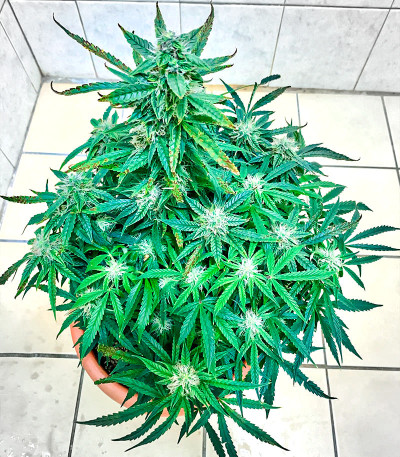 Семена сорта Runtz Auto fem (Barney's Farm)