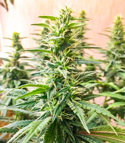 Семена сорта Monster Zkittles (Monster Genetics)