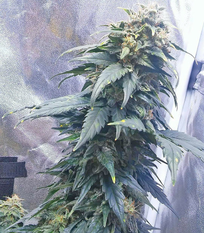 Семена сорта Ogre Auto fem (Doctor’s Choice)