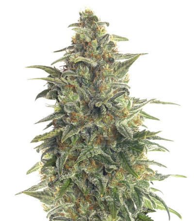 Семена сорта Chu Valley auto fem (Russian Genetic)