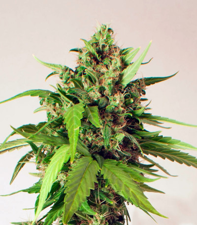 Семена сорта Taiga #2 fem