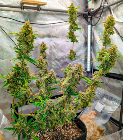 Семена сорта Bruce Banner #3 Auto fem (Herbies Seeds)