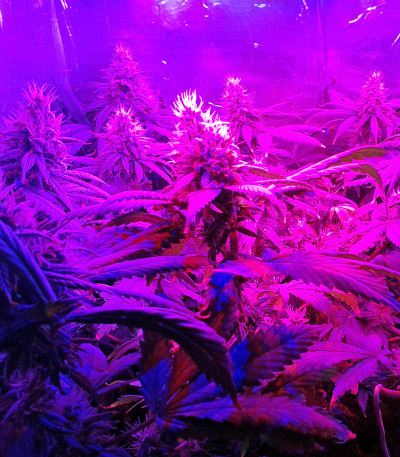 Семена сорта California Dream fem (Mandala Seeds)