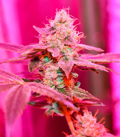 Семена сорта Different Gorilla fem (AlphaFem Seeds)