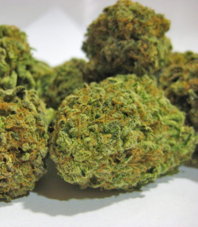 Семена сорта Hammershark fem (Resin Seeds)