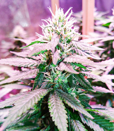 Семена сорта K-2 fem (Nirvana Seeds)